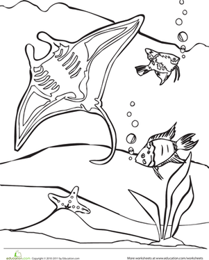 Color the Manta Ray