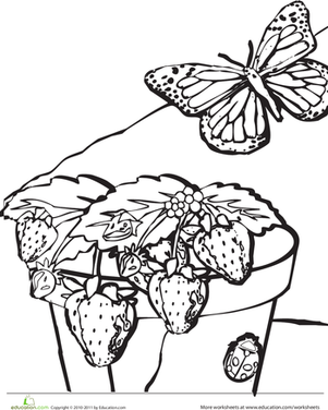 Strawberry Plant Coloring Page