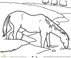Color the Horse by the Pond