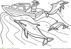 Color the Dolphin Photographer