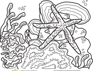 Starfish Coloring Page