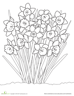 Daffodil Coloring Page