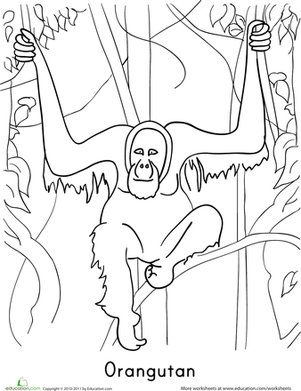 Orangutan Coloring Page