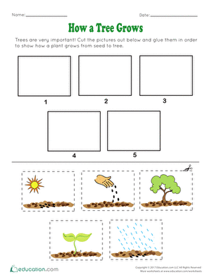 How A Tree Grows