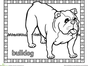 Bulldog | Worksheet | Education.com
