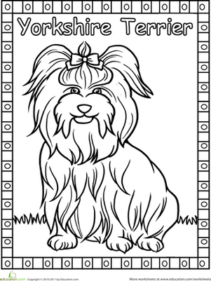 Yorkie Coloring Page