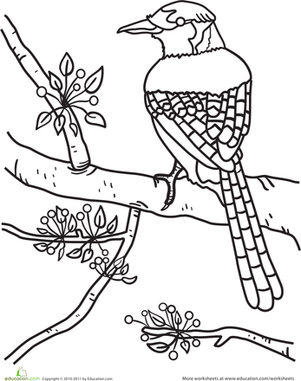Blue Jay Coloring Page