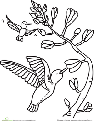 HUmmingbirds Coloring Page