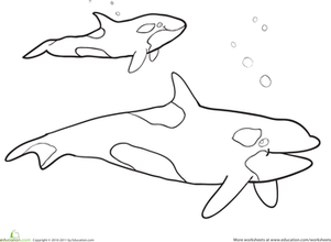 Killer Whale Coloring Page