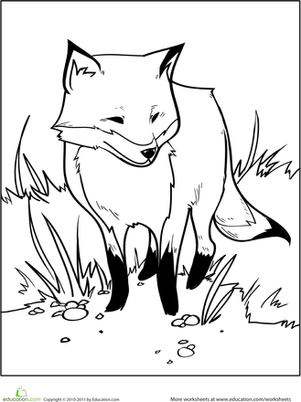 Color the Fox