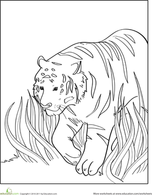 Color the Walking Tiger