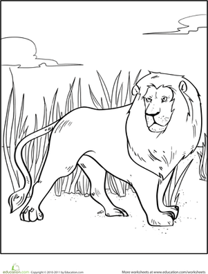 African Lion Coloring Page