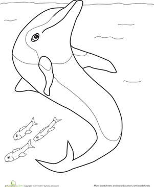 Color the Happy Dolphin