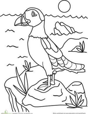 Puffin Coloring Page