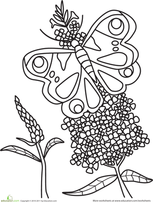 Beautiful Butterfly Coloring Page