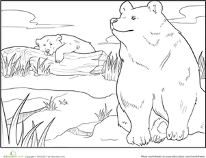 Color the Brown Bears