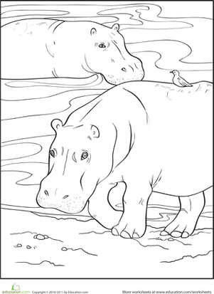 Color the Wading Hippopotamuses