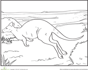 Kangaroo Coloring Page