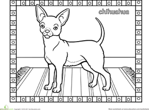 Chihuahua Dog
