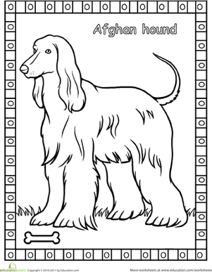 Afghan Hound Coloring Page