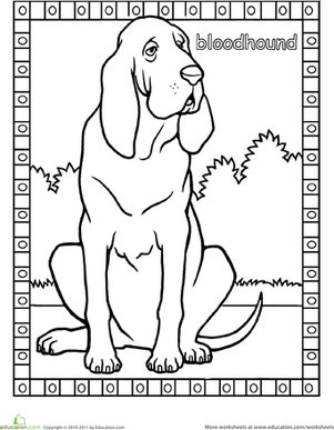 Bloodhound Coloring Page