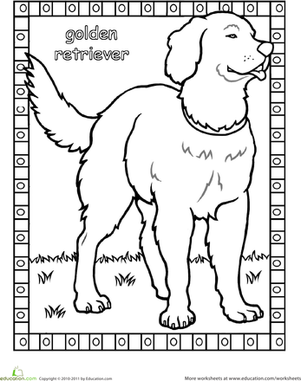 Color the Golden Retriever