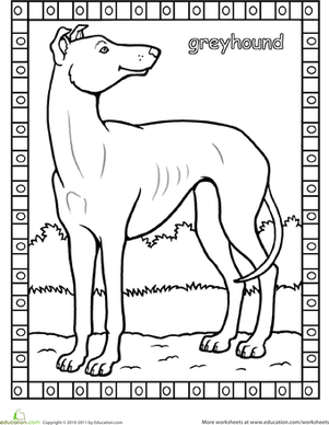 Greyhound Coloring Page