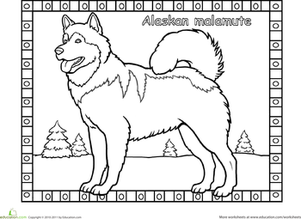 Alaskan Malamute Coloring Page