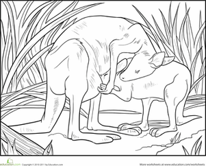 Baby Kangaroo Coloring Page
