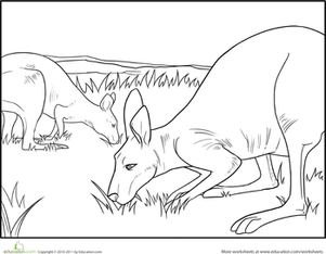 Color the Grazing Kangaroos