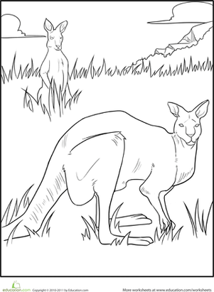 Color the Kangaroo Bucks