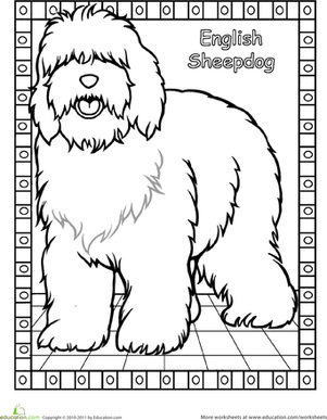 Color the English Sheepdog