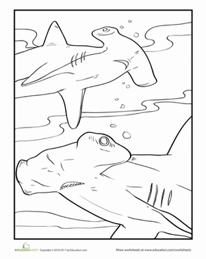 Hammerhead Coloring Page