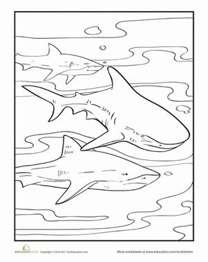 A School of Sharks