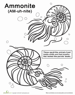Ammonite Coloring Page