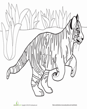 Baby Tiger Coloring Page