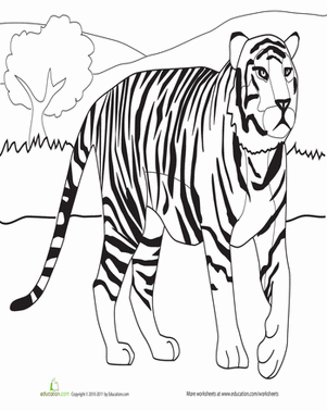 Walking Tiger Coloring Page