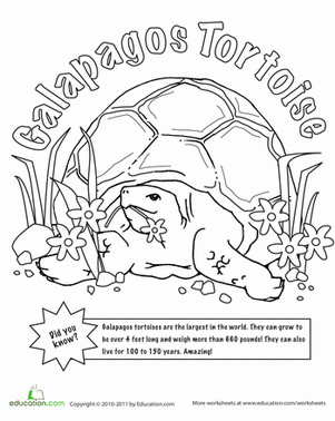 Color the Galapagos Tortoise