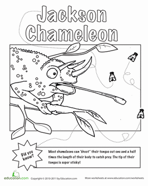 Color the Jackson Chameleon