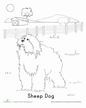 Color the Happy Sheepdog
