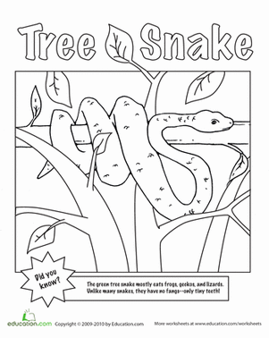 Tree Snake Coloring Page