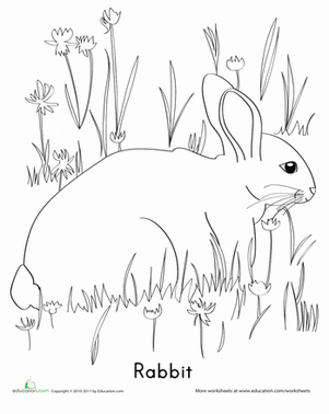 Rabbit Coloring Page