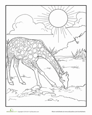 Thirsty Giraffe Coloring Page
