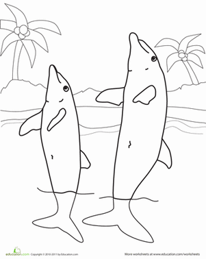 Color the Dolphin Duo