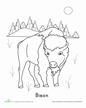 Bison Coloring Page
