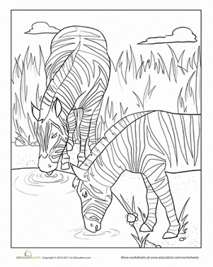 Zebras Drinking Coloring Page