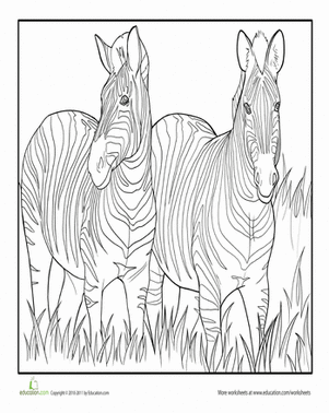 Zebra Friends Coloring Page