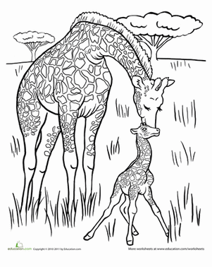 Baby Giraffe Coloring Page