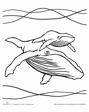 Humpback Whale Coloring Page