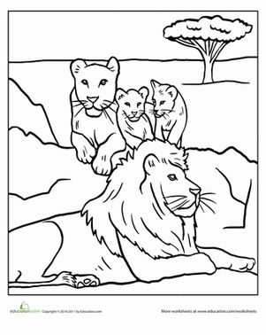Color the Lion Pride